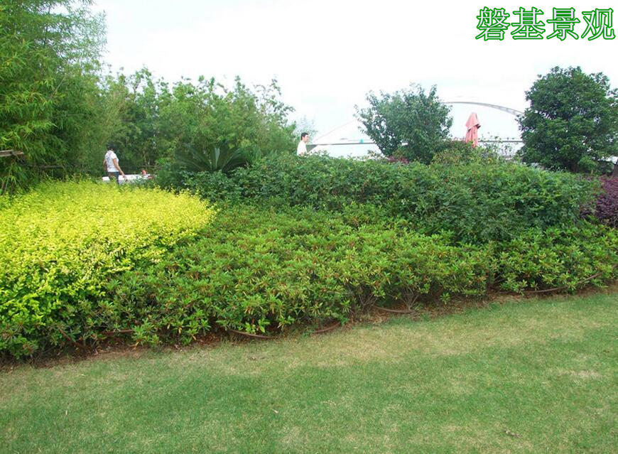 安康屋頂綠化設計 融合生態與藝術的景觀工程實踐